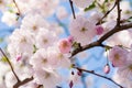 Japanese flowering cherry blossom Royalty Free Stock Photo