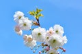 Japanese Flowering Cherry On Blue Sky