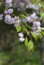Japanese Flowering Cherry Kikku-Shidare-Zakura