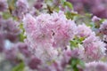 Japanese Flowering Cherry Kiku-Shidare-Zakura