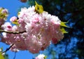 Japanese flowering cherry. Oriental cherry blossom