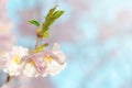 Japanese flowering cherry Royalty Free Stock Photo