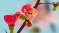 Japanese flowering crab-apple blossoming composition