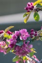 Japanese flowering crabapple blossoms in spring Royalty Free Stock Photo