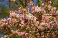 Japanese flowering crabapple branches in bloom, malus floribunda Royalty Free Stock Photo