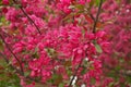 Japanese flowering Crabapple Tree in Full Bloom in Spring with Beautiful Fragrant Pink Flowers Royalty Free Stock Photo
