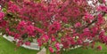 Japanese flowering Crabapple Tree in Full Bloom in Spring with Beautiful Fragrant Pink Flowers Royalty Free Stock Photo