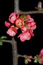 Japanese flowering quince