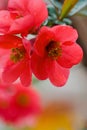 Japanese flowering quince