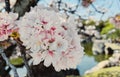 Japanese flowers kissed by spring sunlight