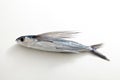 Japanese flying fish, Aichi Prefecture