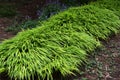 Japanese forest grass