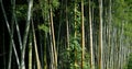 Japanese forest, always green, beuatiful nature! Royalty Free Stock Photo