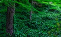 Japanese Forest Incline