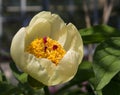 Japanese forest peony close-up on green folliage