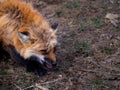 Japanese Fox Roared for Fear of Others