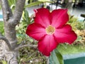 Japanese frangipani or adenium (Adenium obesum) Red flower. Royalty Free Stock Photo