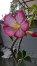 Japanese frangipani adenium ornamental plant