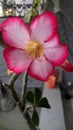 Japanese frangipani adenium ornamental plant