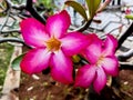 Japanese frangipani adenium ornamental plant beautiful bright red color