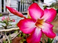 Japanese frangipani adenium ornamental plant beautiful bright red color