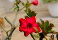 Japanese frangipani adenium ornamental plant and leaves