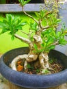 Japanese frangipani bonsai in a pot Royalty Free Stock Photo