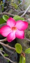 Japanese frangipani flower