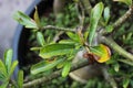 The Japanese frangipani flower or adenium (Adenium obesum)