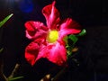 Japanese frangipani flower in front of the house