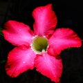 Japanese frangipani flower in front of the house