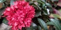 Japanese frangipani flower live in java