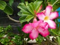 Japanese frangipani flower pink nature