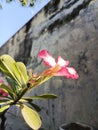 Japanese frangipani flowers are beautiful and aesthetic
