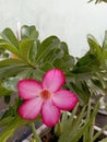 Japanese frangipani flowers are blooming