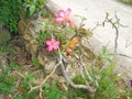 Japanese frangipani flowers are pink