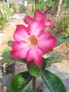 Japanese frangipani flowers are pink