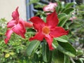 Japanese frangipani flowers are red in bloom among the leaves