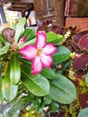 Japanese frangipani plants that are already flowering