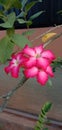 Japanese Frangipani Red Flower Adenium