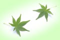 Japanese fresh green maple leaf Royalty Free Stock Photo