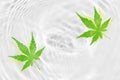 Japanese fresh green maple leaf abstract on white water ripple background Royalty Free Stock Photo