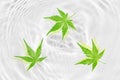 Japanese fresh green maple leaf abstract on white water ripple background Royalty Free Stock Photo