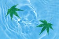 Japanese fresh green maple leaf on blue water wave background Royalty Free Stock Photo