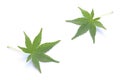 Japanese fresh green maple leaf isolated Royalty Free Stock Photo