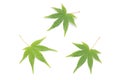 Japanese fresh green maple leaf on white background Royalty Free Stock Photo