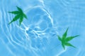 Japanese fresh green maple leaf on blue water wave background Royalty Free Stock Photo