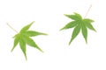 Japanese fresh green maple leaf on white background Royalty Free Stock Photo
