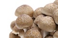 Japanese fresh shimeji mushroom