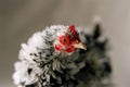 Japanese Frizzle chicken Royalty Free Stock Photo